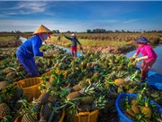 Vật liệu siêu hút nước từ lá dứa: “Giải khát” cho những cánh đồng 